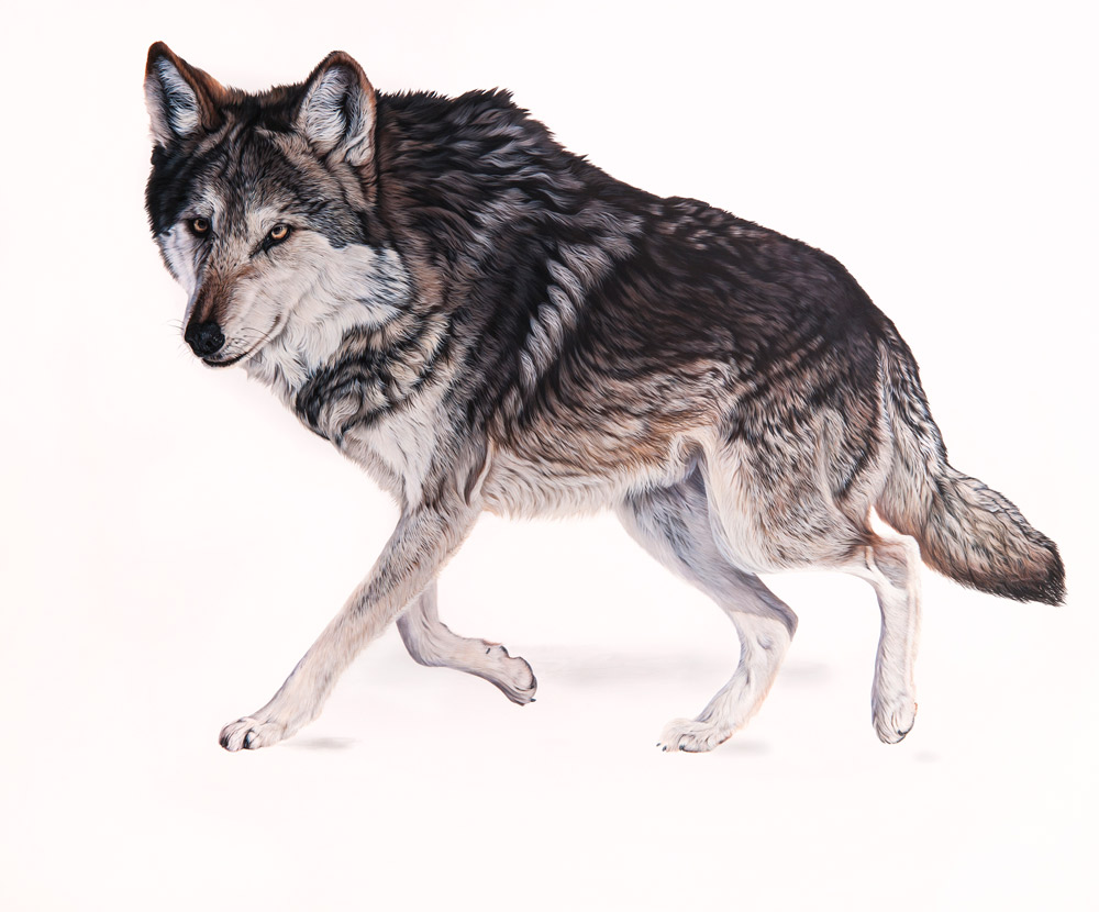 Ester Curini, Through the Eyes of a Mexican Gray Wolf