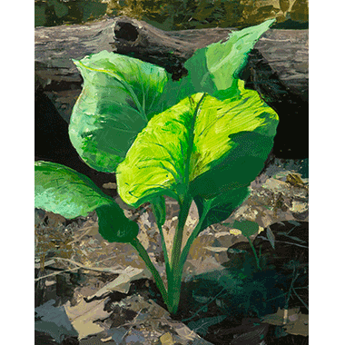 Jeremy Miranda, The First Skunk Cabbage