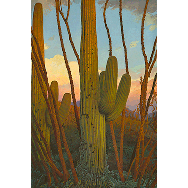 Michael Scott, Saguaro Cactus, Evening